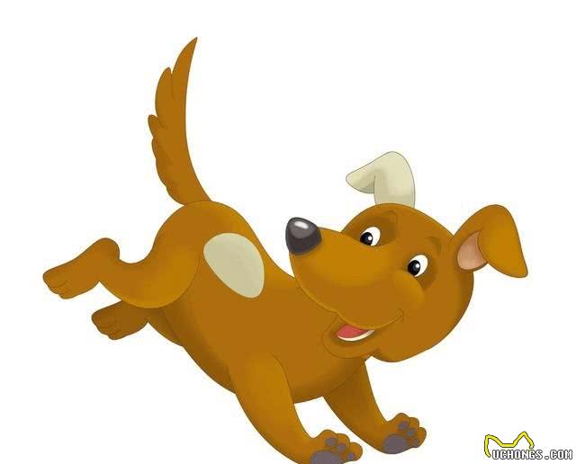 汪星人的年度大日子:狗狗狗的犬界奥斯卡