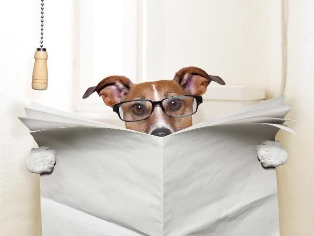 犬冠状病毒病的防治
