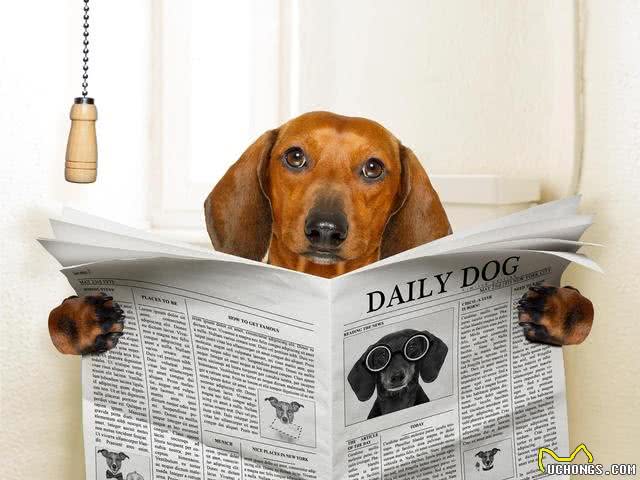 犬冠状病毒病的防治