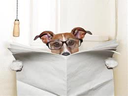 犬冠状病毒病的防治