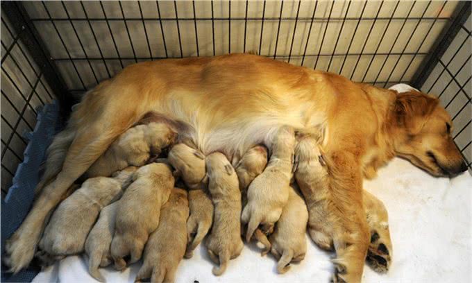 狗狗喂养全攻略:该如何照顾生产后的狗妈妈