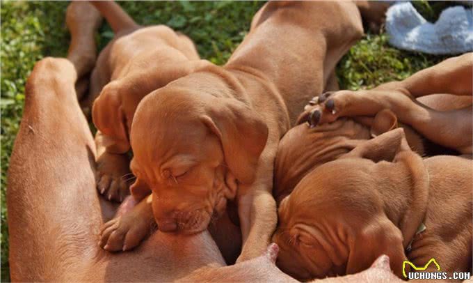 狗狗喂养全攻略:该如何照顾生产后的狗妈妈