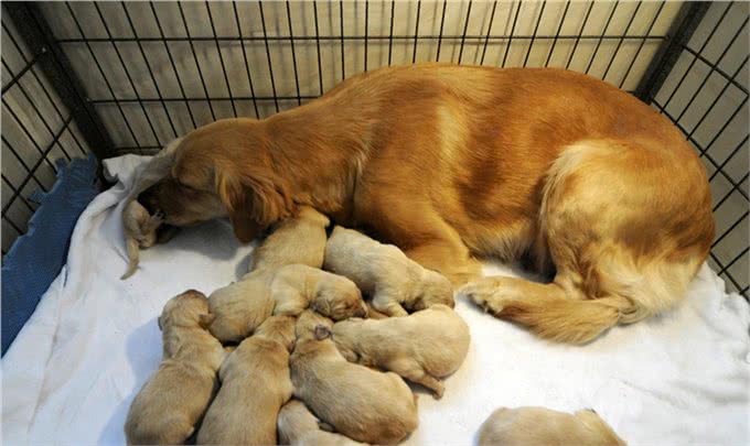 狗狗喂养全攻略:该如何照顾生产后的狗妈妈