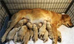 狗狗喂养全攻略:该如何照顾生产后的狗妈妈