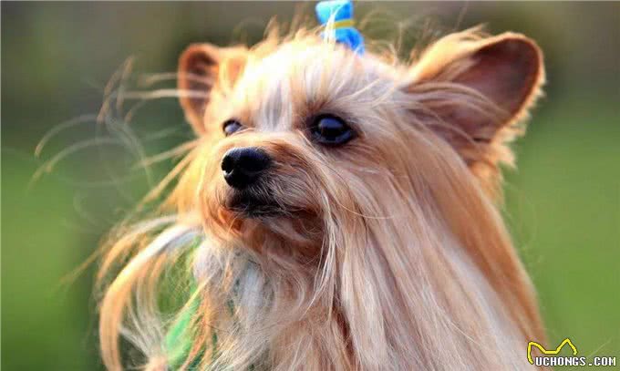 7种适合女生养的狗，最后一种融化女生的心，看有没有你家狗主子