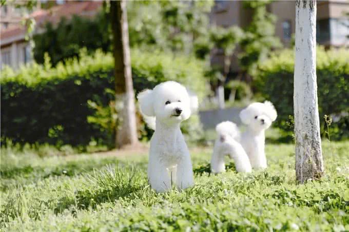 7种适合女生养的狗，最后一种融化女生的心，看有没有你家狗主子