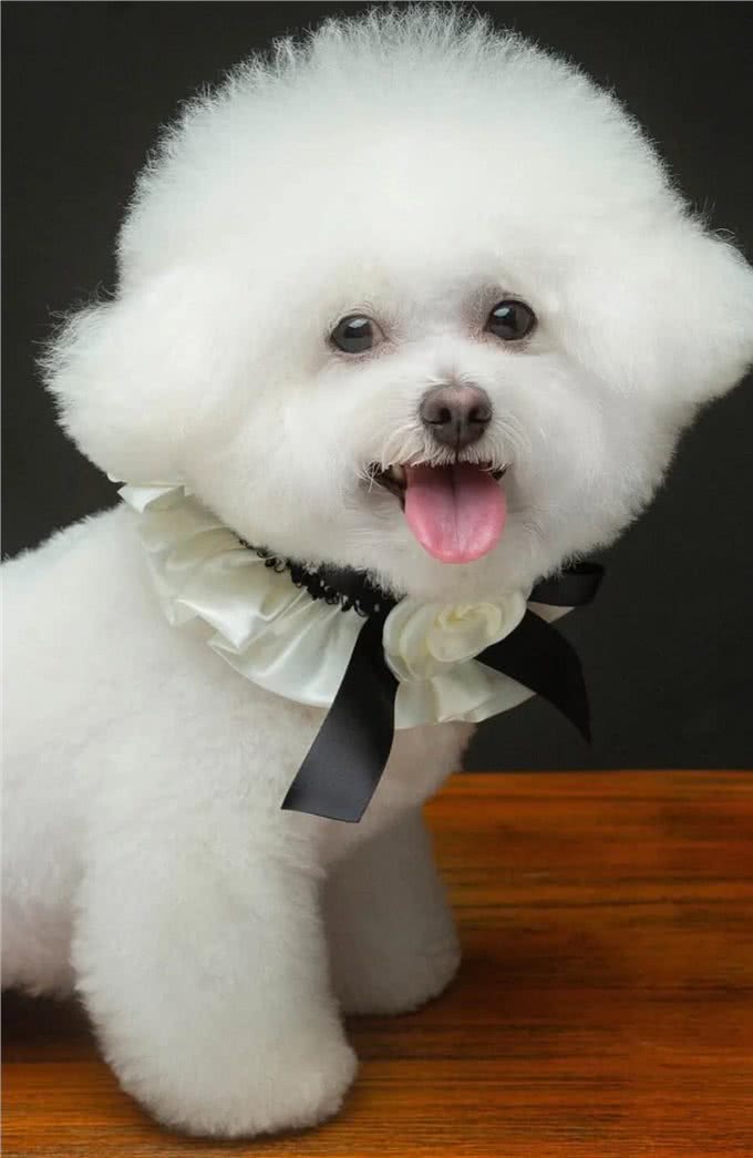 7种适合女生养的狗，最后一种融化女生的心，看有没有你家狗主子