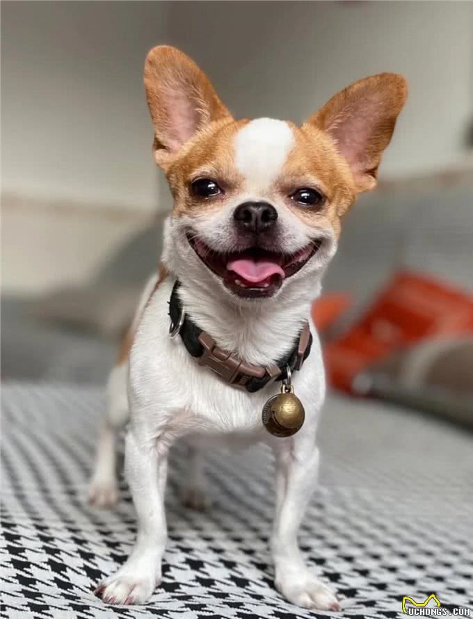 7种适合女生养的狗，最后一种融化女生的心，看有没有你家狗主子