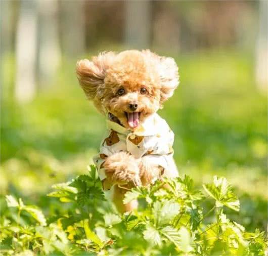 7种适合女生养的狗，最后一种融化女生的心，看有没有你家狗主子