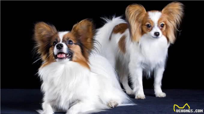 7种适合女生养的狗，最后一种融化女生的心，看有没有你家狗主子