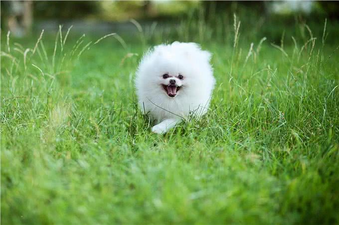 7种适合女生养的狗，最后一种融化女生的心，看有没有你家狗主子