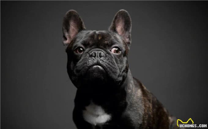 7种适合女生养的狗，最后一种融化女生的心，看有没有你家狗主子