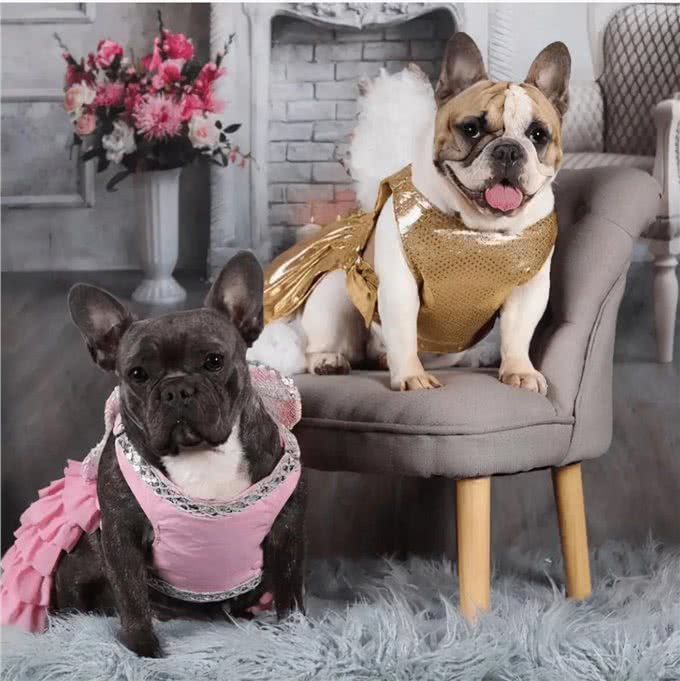 7种适合女生养的狗，最后一种融化女生的心，看有没有你家狗主子