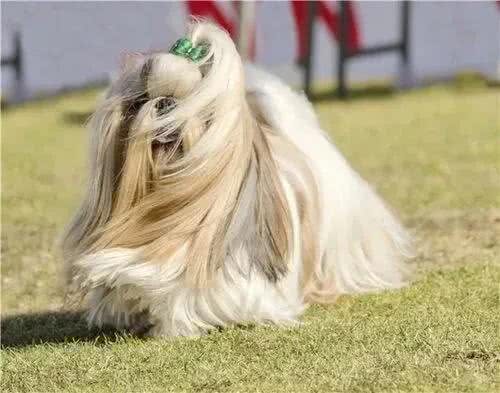 7种适合女生养的狗，最后一种融化女生的心，看有没有你家狗主子