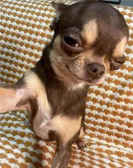 7种适合女生养的狗，最后一种融化女生的心，看有没有你家狗主子