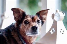 怎么训练宠物狗不挑食