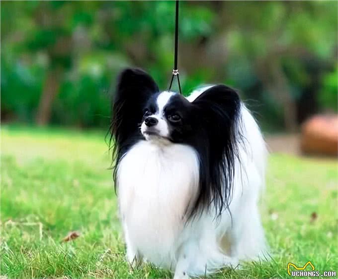 宠物狗到底有哪些?最后一个居然才知道名字