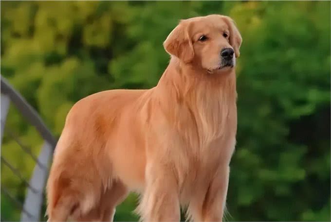 宠物狗到底有哪些?最后一个居然才知道名字