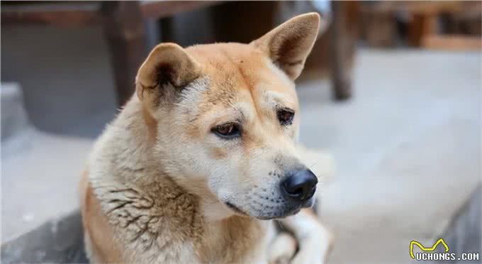 宠物狗到底有哪些?最后一个居然才知道名字