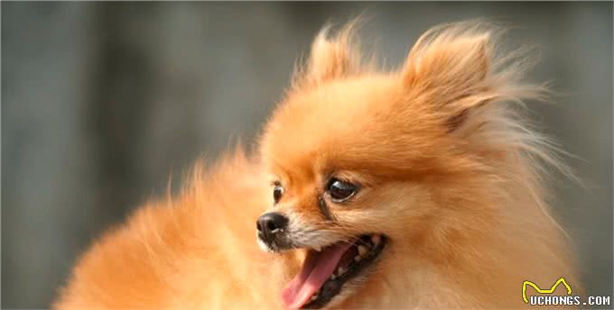 宠物狗到底有哪些?最后一个居然才知道名字