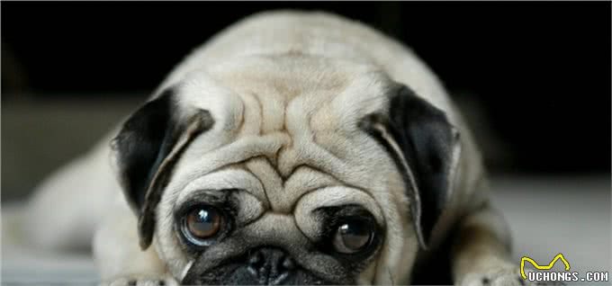 宠物狗到底有哪些?最后一个居然才知道名字