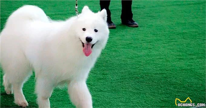 宠物狗到底有哪些?最后一个居然才知道名字