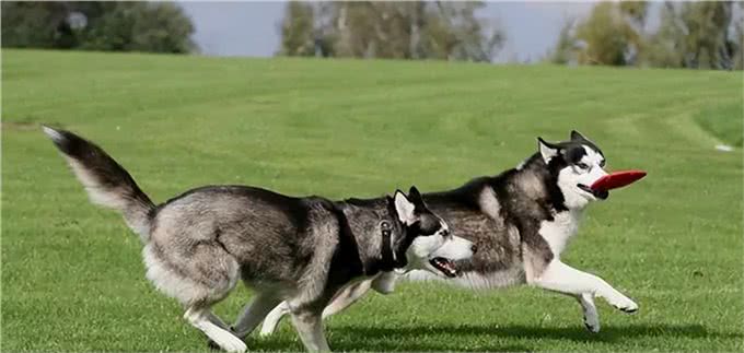 宠物狗到底有哪些?最后一个居然才知道名字