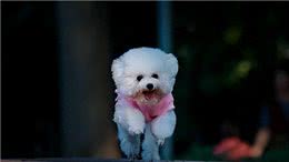 宠物狗到底有哪些?最后一个居然才知道名字