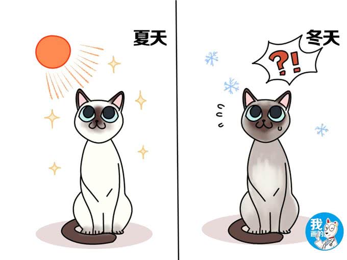 辟谣：听说暹罗猫变黑看心情，还和吃啥有关?猫主子听了都想打人