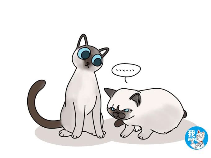 辟谣：听说暹罗猫变黑看心情，还和吃啥有关?猫主子听了都想打人