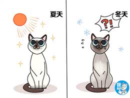 辟谣：听说暹罗猫变黑看心情，还和吃啥有关?猫主子听了都想打人