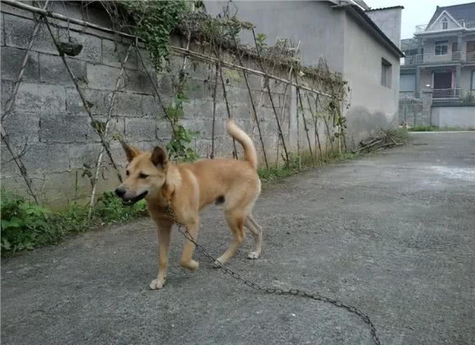 狗为何害怕经常杀生的人，比如屠夫和偷狗贼?它是如何辨别的?