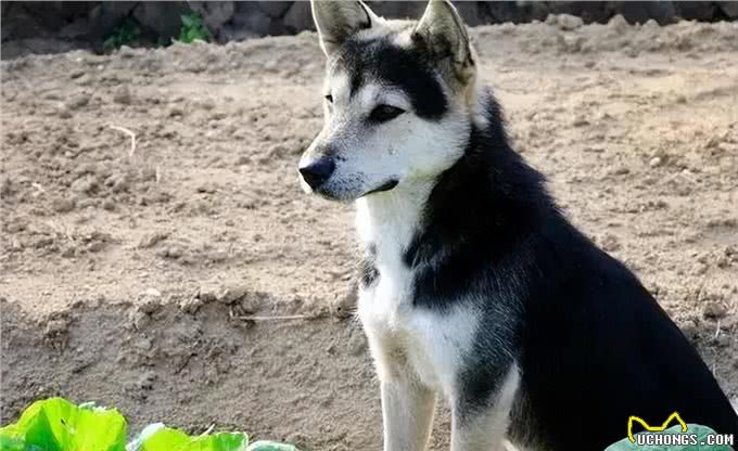 狗为何害怕经常杀生的人，比如屠夫和偷狗贼?它是如何辨别的?