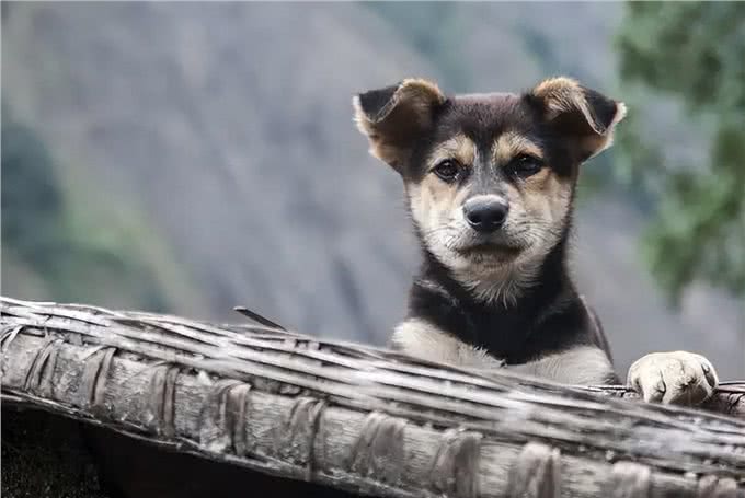 狗为何害怕经常杀生的人，比如屠夫和偷狗贼?它是如何辨别的?