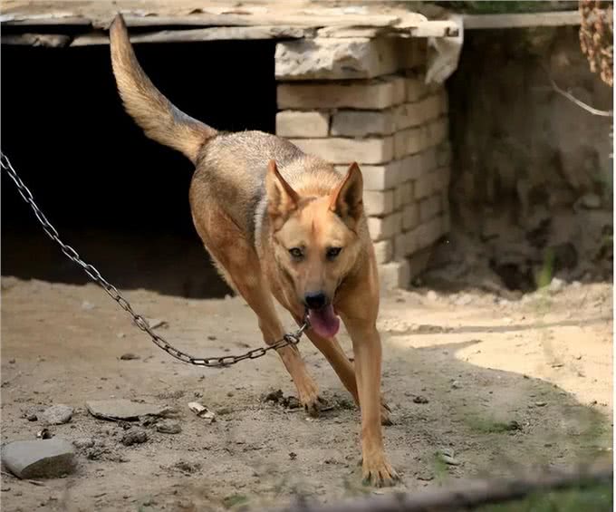 狗为何害怕经常杀生的人，比如屠夫和偷狗贼?它是如何辨别的?