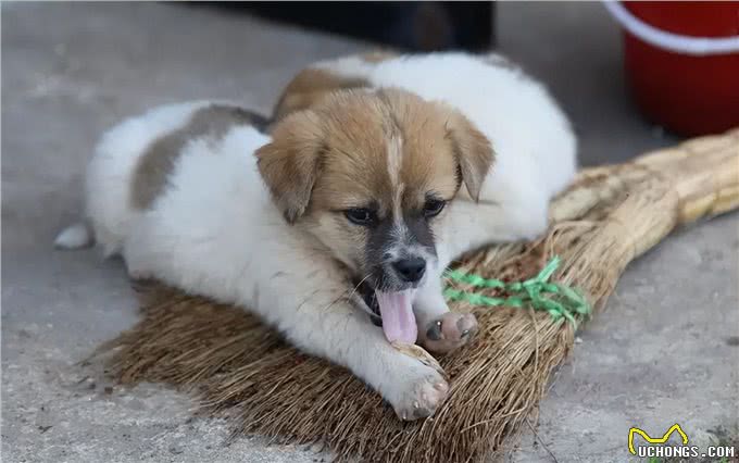 狗为何害怕经常杀生的人，比如屠夫和偷狗贼?它是如何辨别的?