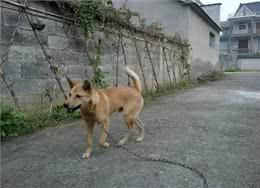 狗为何害怕经常杀生的人，比如屠夫和偷狗贼?它是如何辨别的?