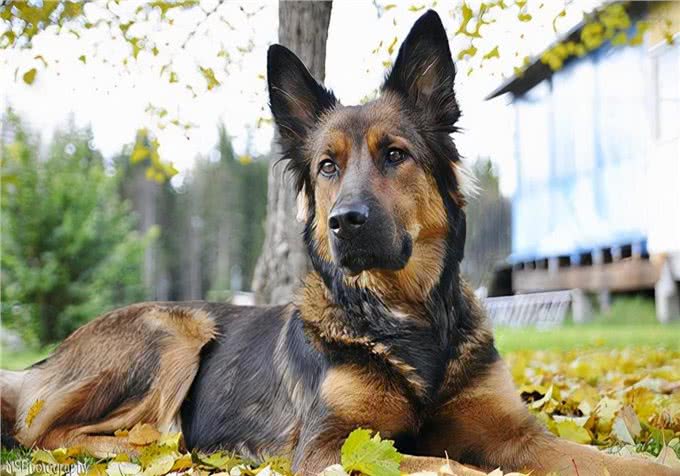 涨知识:如何治狗身上的癣，能恢复比较快?