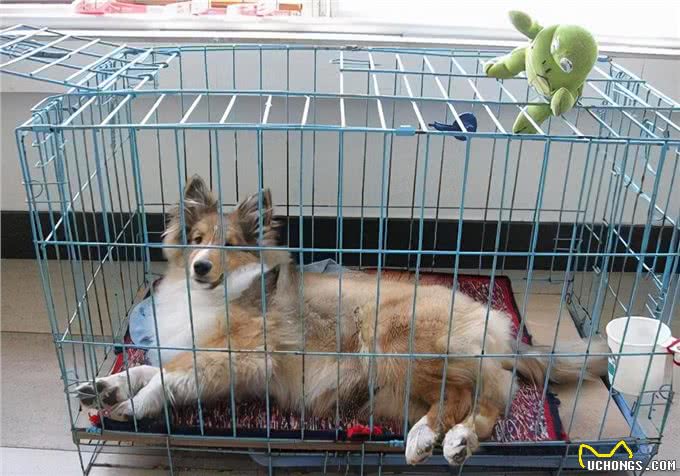 涨知识:如何治狗身上的癣，能恢复比较快?