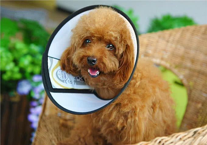 涨知识:如何治狗身上的癣，能恢复比较快?