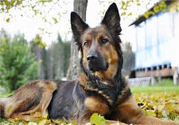 涨知识:如何治狗身上的癣，能恢复比较快?