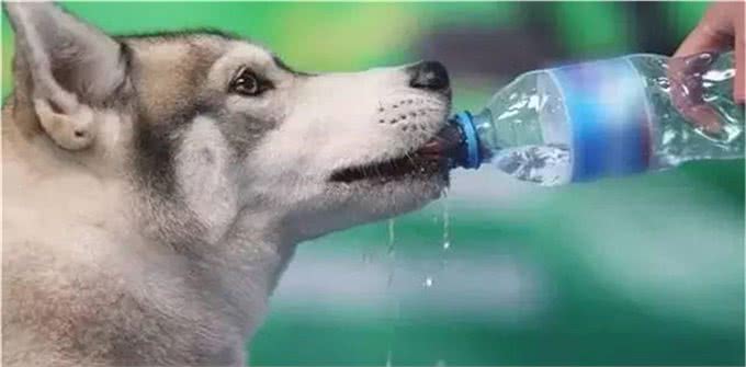 如何和你的狗狗一起旅行?