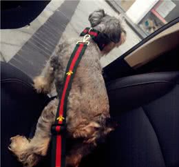 如何和你的狗狗一起旅行?