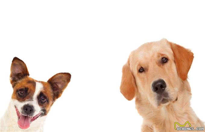 狗狗皮肤红斑与掉毛：诊断、治疗与预防