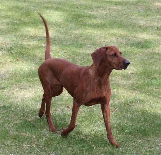 你不知道的叫声最响亮的5种狗狗