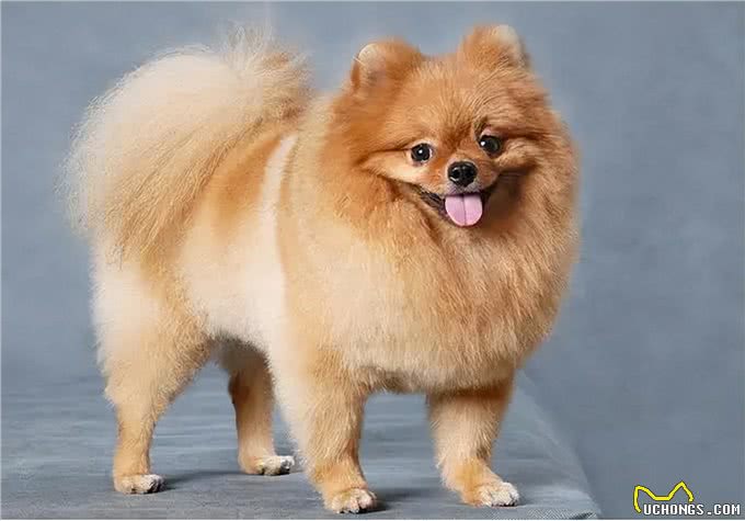 博美犬能活多久?常犯这5点错误，它更短命