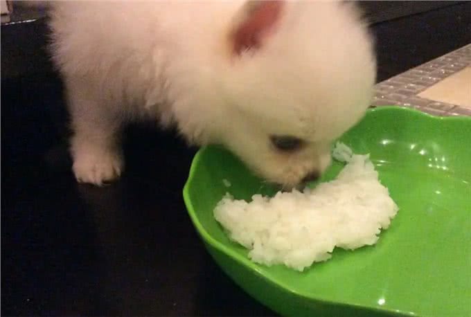 博美犬能活多久?常犯这5点错误，它更短命