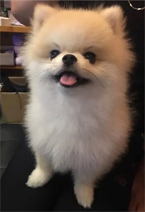 博美犬能活多久?常犯这5点错误，它更短命