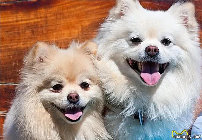 博美犬能活多久?常犯这5点错误，它更短命