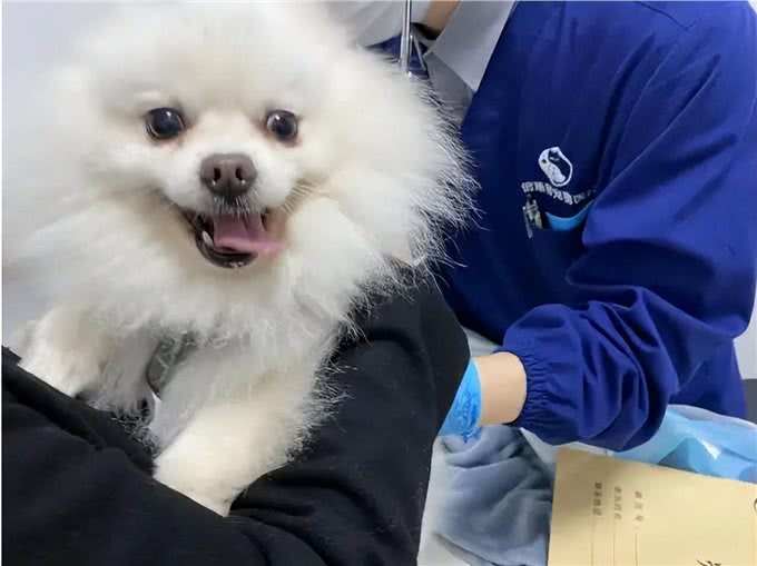 博美犬能活多久?常犯这5点错误，它更短命